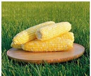 Кукуруза Мраморная F1 10г Кукуруза Мраморная F1 10г