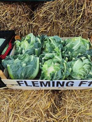 Капуста цветная Флеминг/ Fleming F1, 1000 семян. (Syngenta) Капуста цветная Флеминг/ Fleming F1, 1000 семян. (Syngenta)