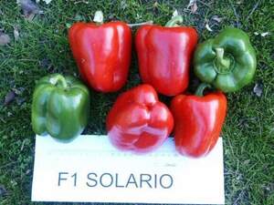 Перец Соларіо/ Solario F1 , 1000 семян. (CLAUSE) Перец Соларіо/ Solario F1 , 1000 семян. (CLAUSE)